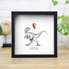 Velociraptor Raptor Zahn &